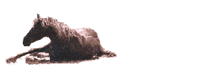 horse rolling over